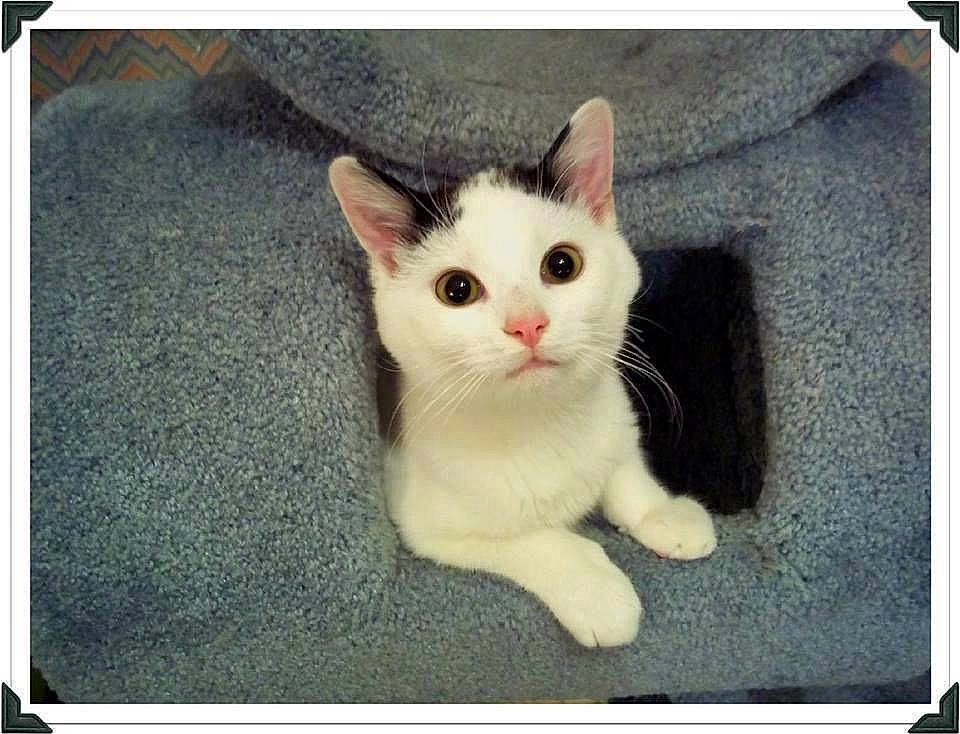 Nullah joined the competition — help win amazing prizes! aegean_cat, asian, carnivore, cat, domestic_short_haired_cat, ear, european_shorthair, eye, felidae, kitten, mammal, nose, photo_caption, photography, polydactyl_cat, skin, small_to_medium_sized_cats, snapshot, vertebrate, whiskers