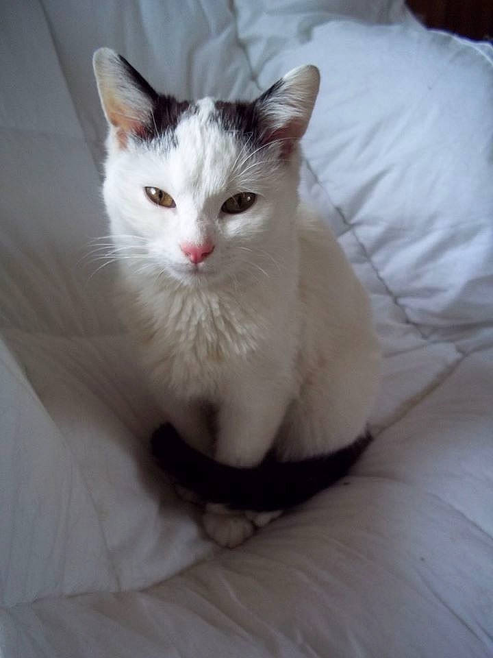 Nullah joined the competition — help win amazing prizes! aegean_cat, asian, burmilla, carnivore, cat, domestic_long_haired_cat, domestic_short_haired_cat, eye, felidae, fur, kitten, mammal, nose, ojos_azules, ragdoll, small_to_medium_sized_cats, turkish_angora, turkish_van, vertebrate, whiskers