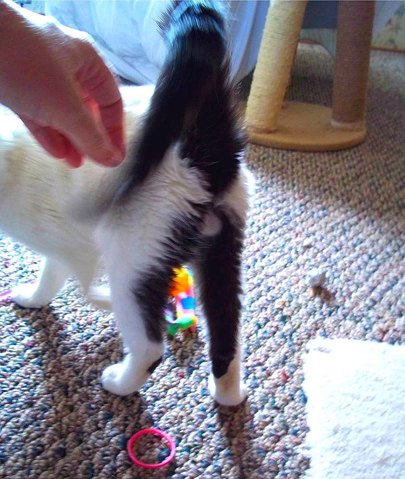 Nullah joined the competition — help win amazing prizes! american_curl, canidae, carnivore, cat, claw, felidae, fur, hand, kitten, leg, nail, paw, polydactyl_cat, small_to_medium_sized_cats, tail, whiskers