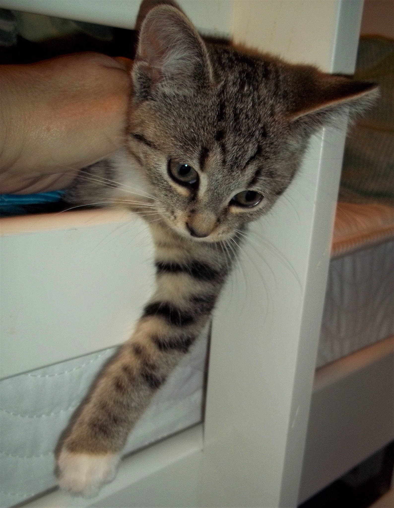 Tabitha joined the competition — help win amazing prizes! american_shorthair, asian, australian_mist, california_spangled, carnivore, cat, domestic_short_haired_cat, dragon_li, egyptian_mau, european_shorthair, felidae, kitten, mammal, ocicat, pixie_bob, small_to_medium_sized_cats, tabby_cat, vertebrate, whiskers