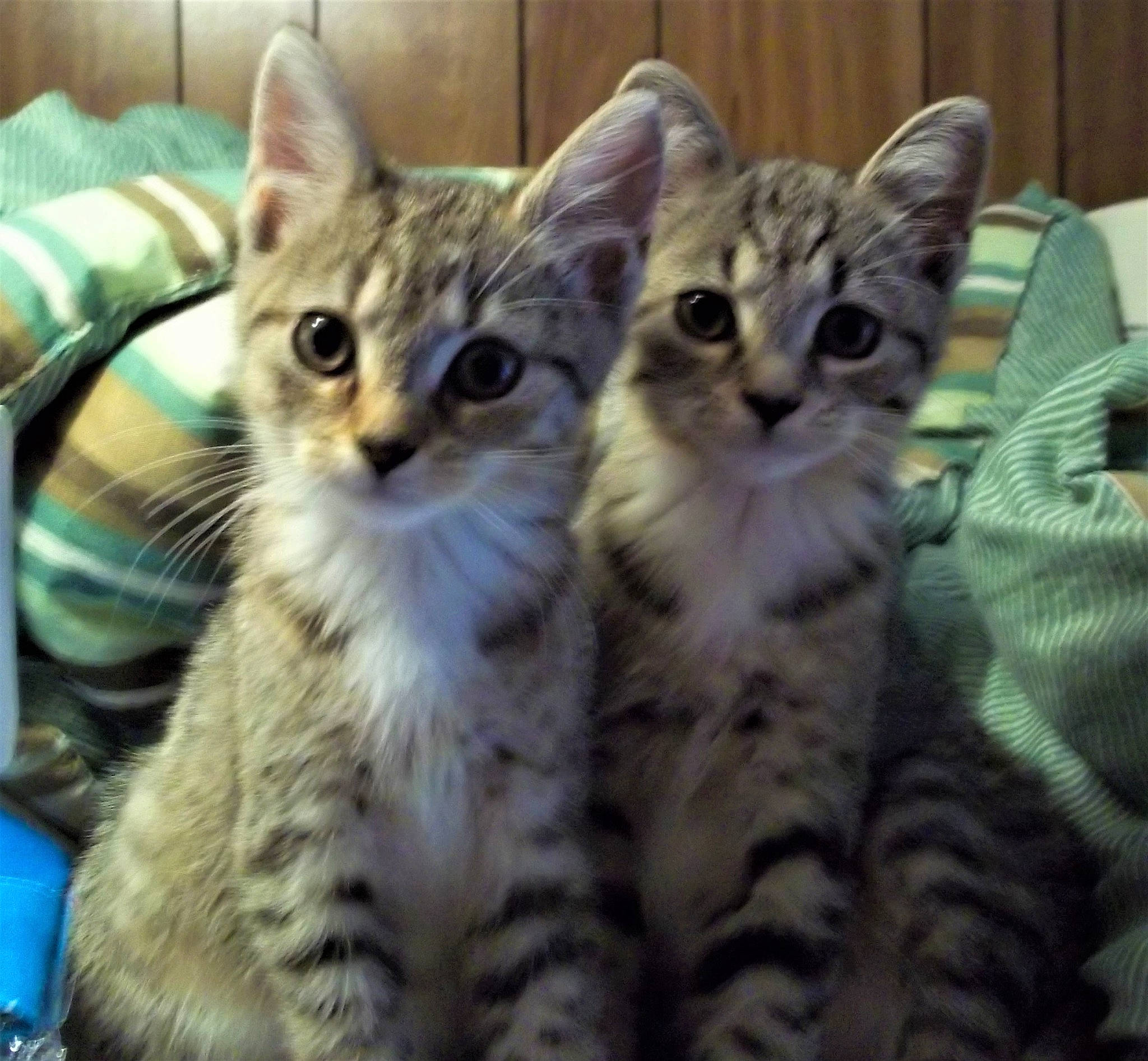 Tabitha is registered to the contest to win money with this photo: aegean_cat, american_shorthair, american_wirehair, asian, australian_mist, california_spangled, carnivore, cat, domestic_short_haired_cat, dragon_li, egyptian_mau, european_shorthair, felidae, kitten, mammal, pixie_bob, small_to_medium_sized_cats, tabby_cat, vertebrate, whiskers