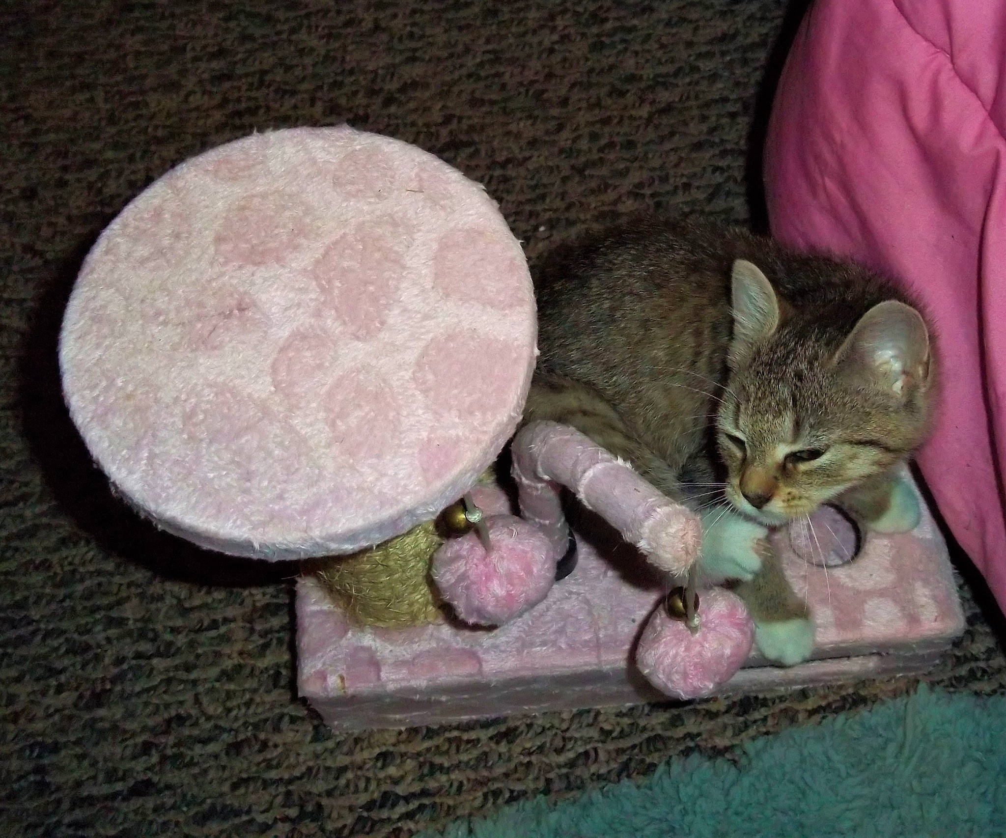 Tabitha joined the competition — help win amazing prizes! carnivore, cat, european_shorthair, felidae, kitten, ocicat, small_to_medium_sized_cats