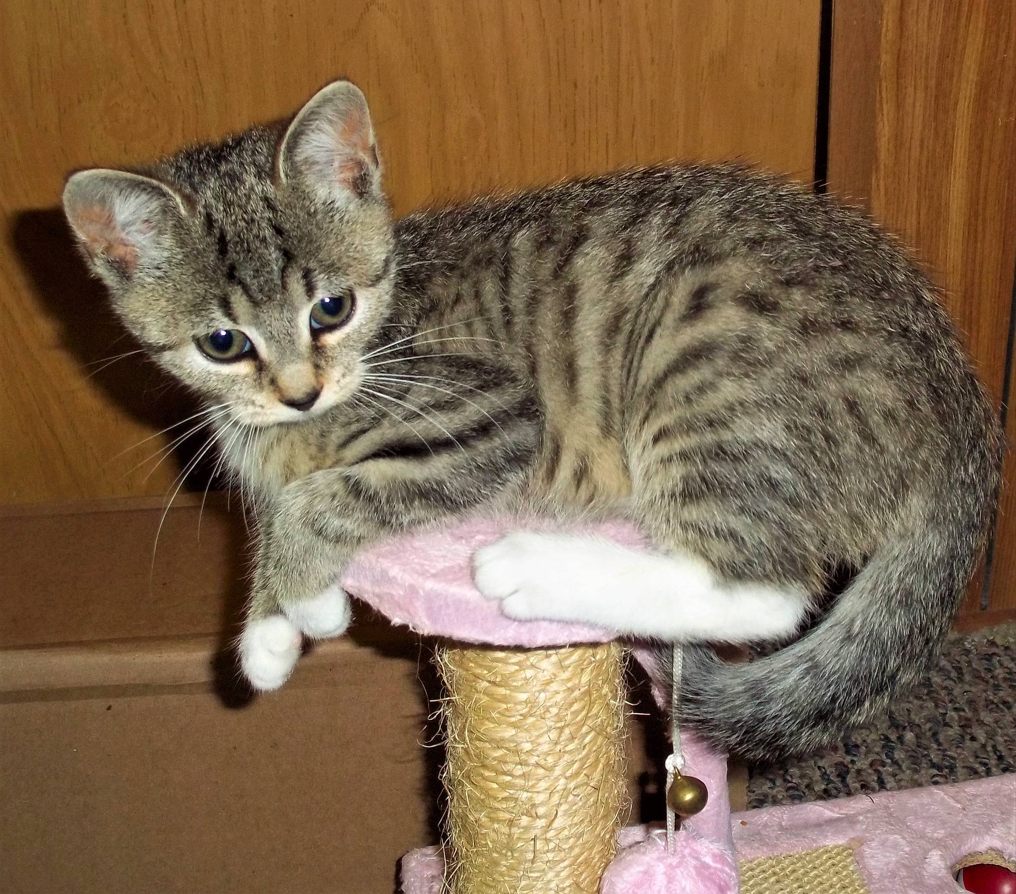 Tabitha joined the competition — help win amazing prizes! american_shorthair, asian, australian_mist, california_spangled, carnivore, cat, domestic_short_haired_cat, dragon_li, egyptian_mau, european_shorthair, felidae, kitten, mammal, ocicat, pixie_bob, savannah, small_to_medium_sized_cats, tabby_cat, vertebrate, whiskers