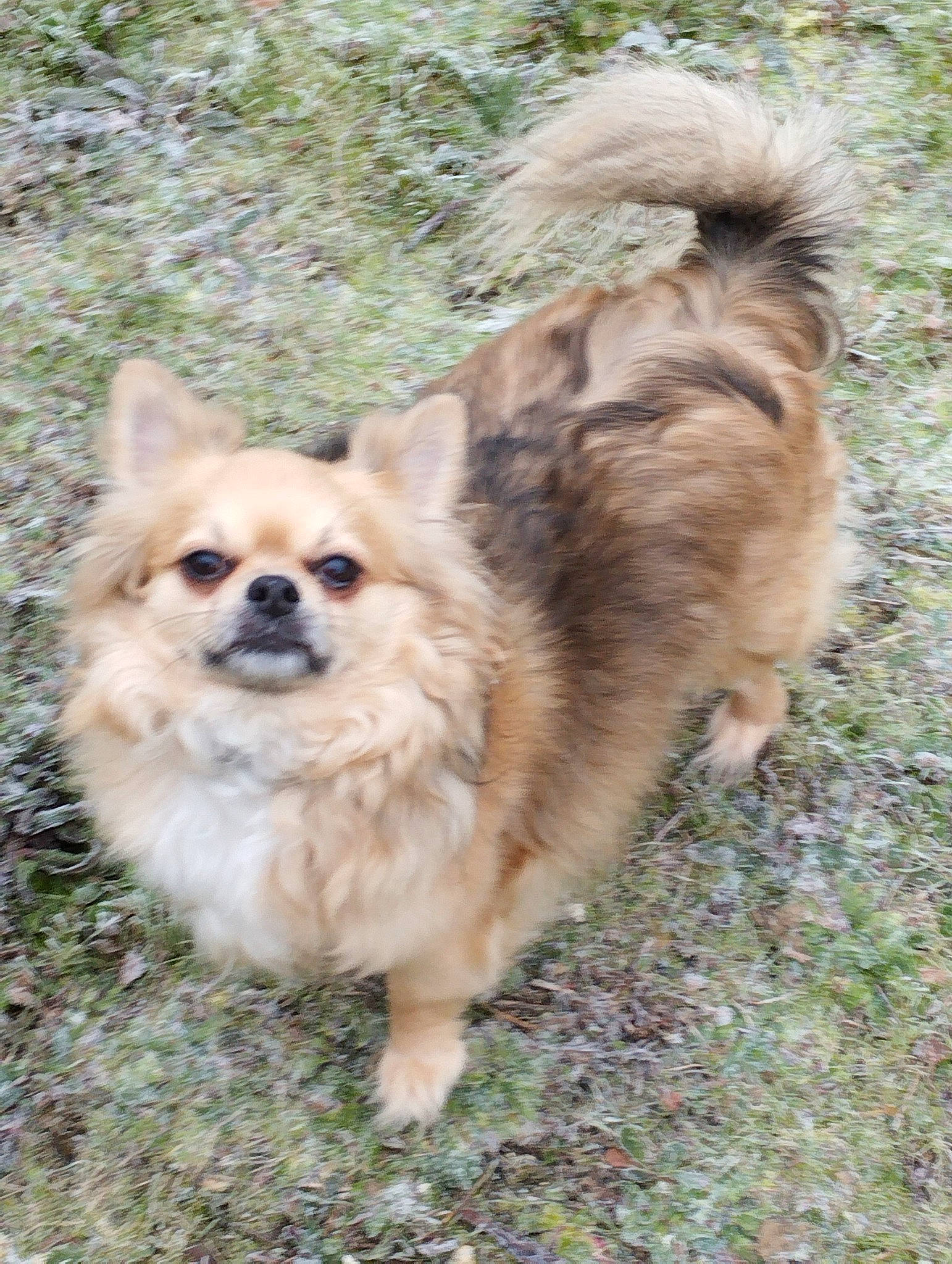 Merlin participe au concours pour gagner de l'argent avec cette photo : canidae, carnivore, companion_dog, dog, dog_breed, fawn, fur, german_spitz, german_spitz_klein, german_spitz_mittel, grass, plant, snout, spitz, sporting_group, terrestrial_animal, toy_dog, volpino_italiano, whiskers, working_animal