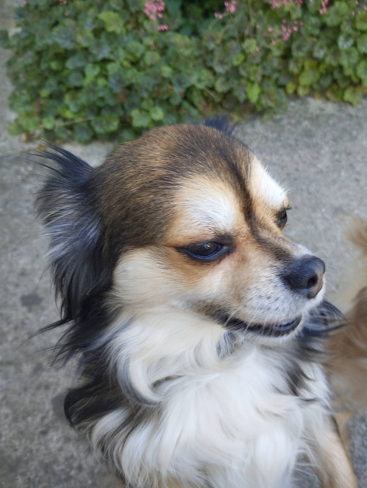 Nexie a rejoint le concours — aidez-le/la à gagner de superbes lots ! ancient_dog_breeds, canidae, carnivore, companion_dog, corgi_chihuahua, dog, dog_breed, fawn, fur, head, plant, puppy, snout, sporting_group, terrestrial_animal, toy_dog, whiskers, wildlife, working_animal, working_dog