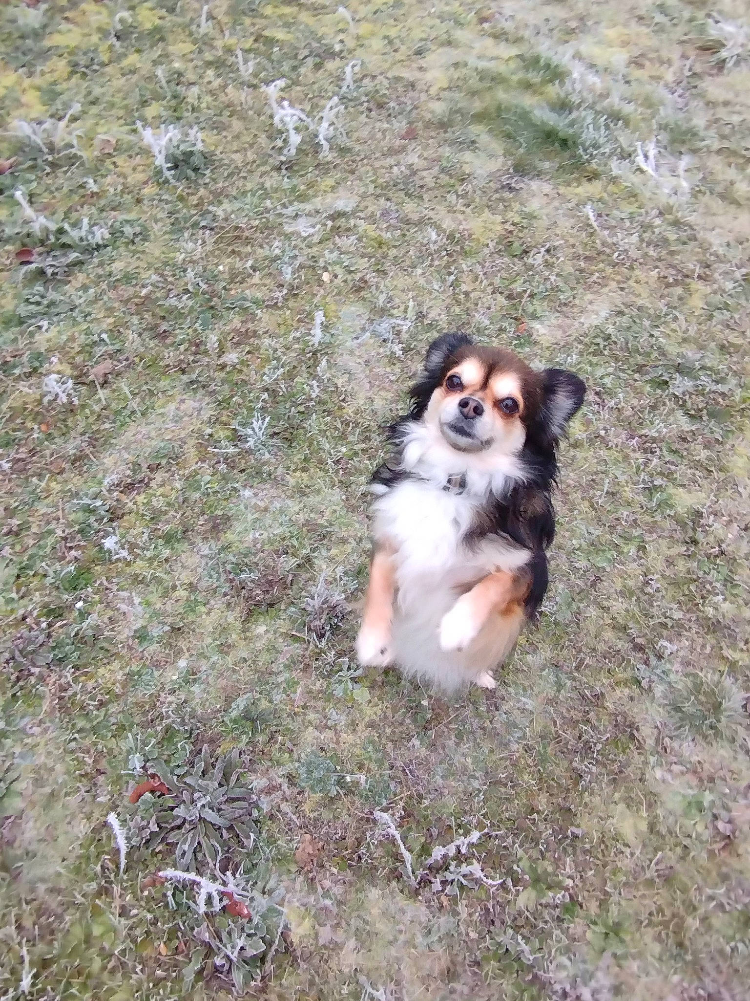 Nexie a rejoint le concours — aidez-le/la à gagner de superbes lots ! canidae, carnivore, cavalier_king_charles_spaniel, companion_dog, dog, dog_breed, fawn, fur, grass, herding_dog, japanese_chin, king_charles_spaniel, soil, sporting_group, tail, terrestrial_animal, toy_dog, tree, wildlife, working_dog