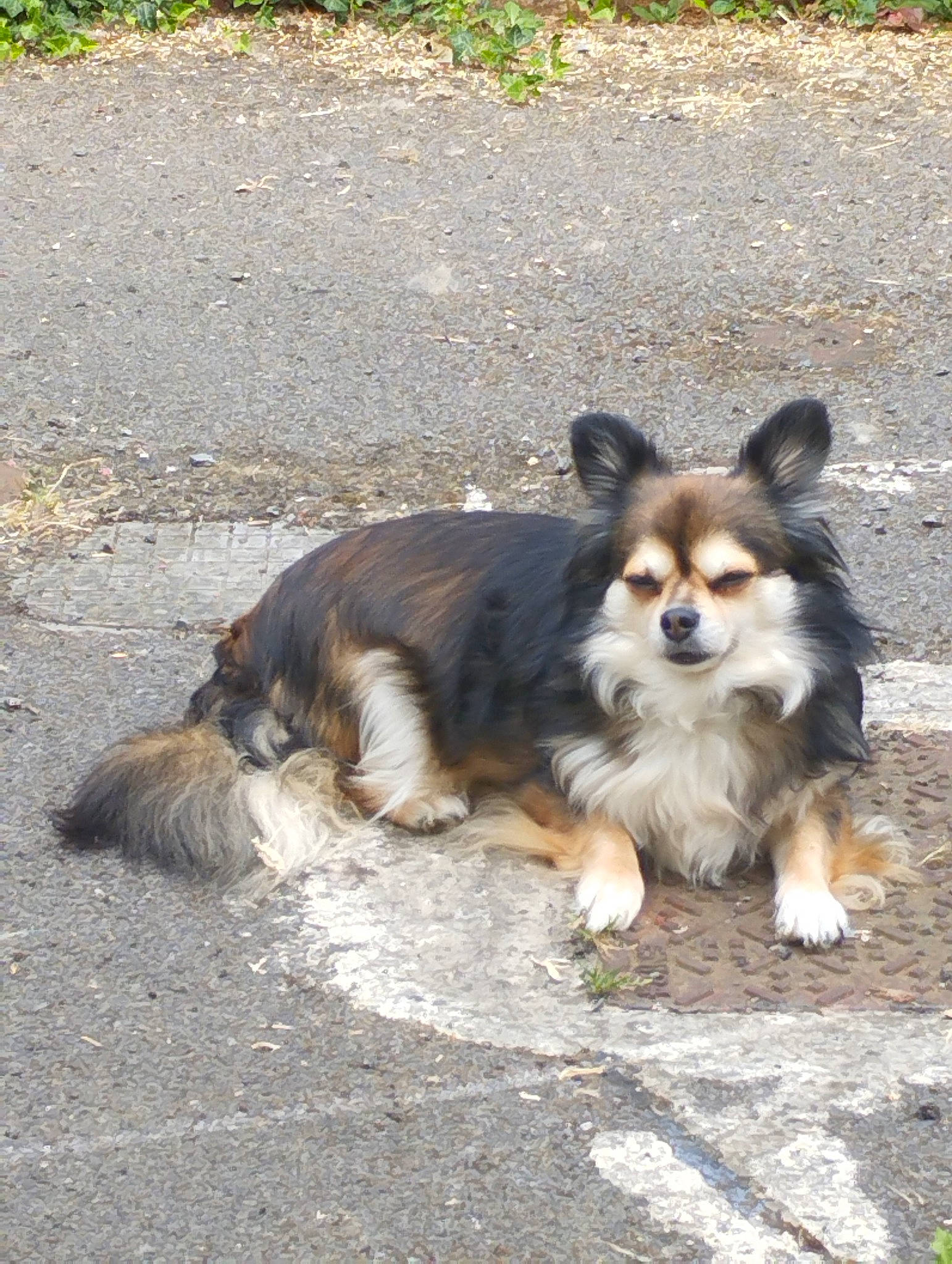 Nexie a rejoint le concours — aidez-le/la à gagner de superbes lots ! asphalt, canidae, carnivore, companion_dog, corgi_chihuahua, dog, dog_breed, fawn, fur, grass, herding_dog, plant, road_surface, snout, sporting_group, tail, terrestrial_animal, toy_dog, whiskers, working_dog