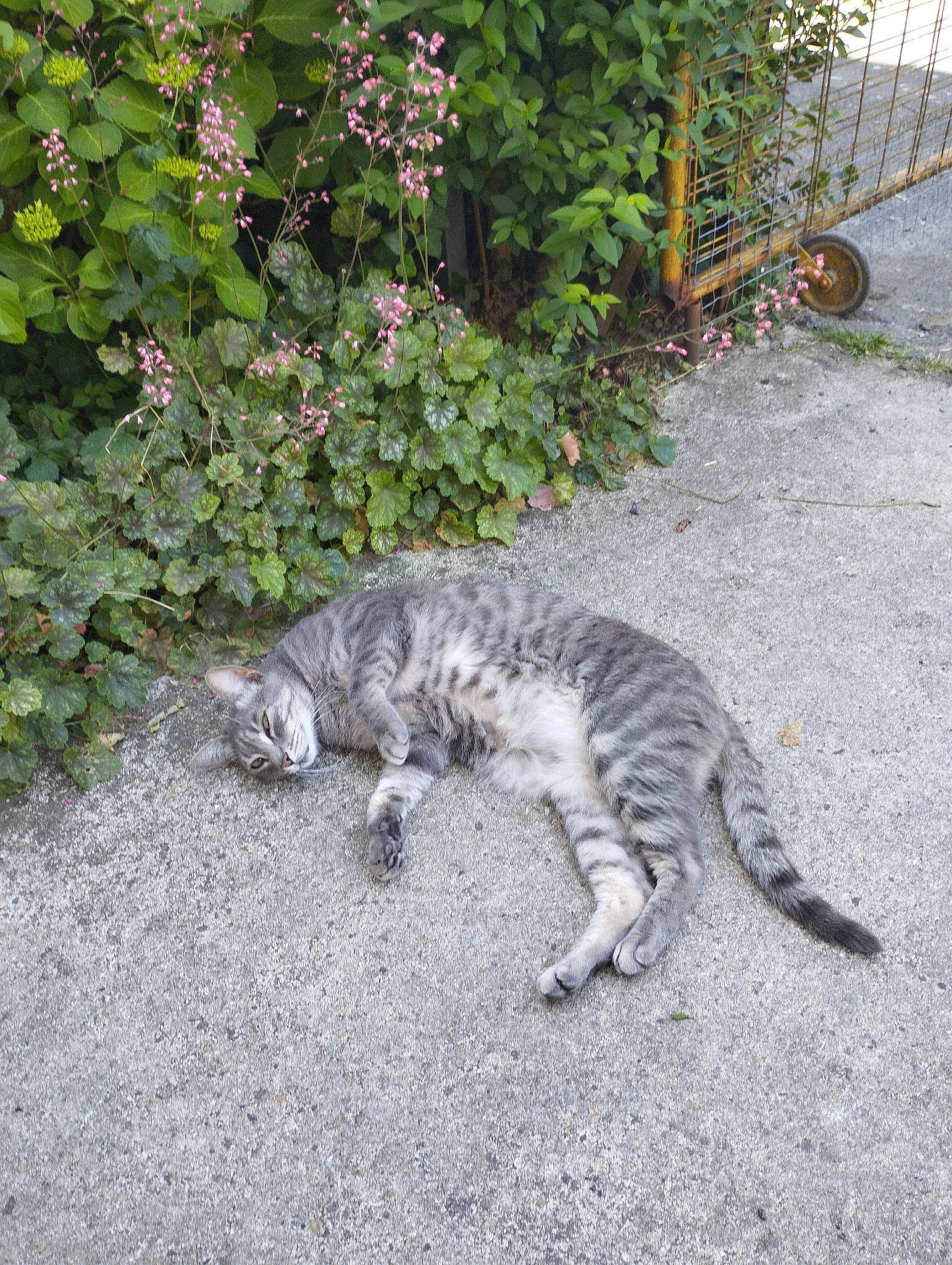 Watson participe au concours pour gagner de l'argent avec cette photo : asphalt, carnivore, cat, claw, domestic_short_haired_cat, felidae, flowerpot, fur, grass, grey, groundcover, paw, plant, road_surface, shrub, small_to_medium_sized_cats, snout, tail, terrestrial_animal, whiskers