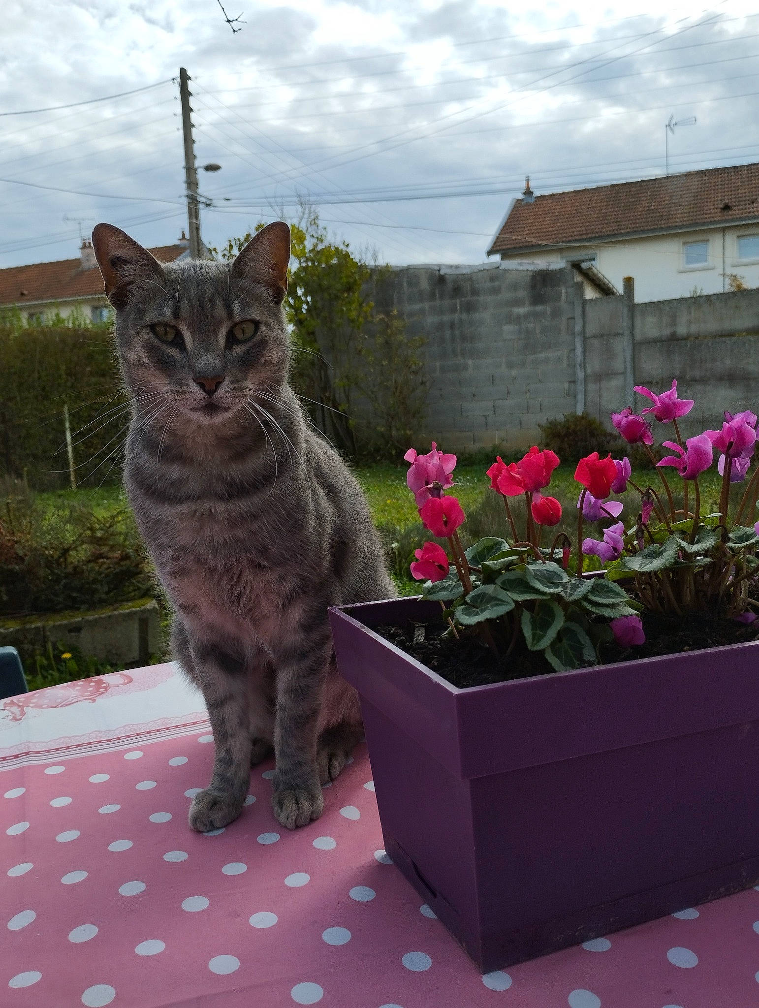 Watson participe au concours pour gagner de l'argent avec cette photo : building, carnivore, cat, cloud, felidae, flower, flowerpot, grass, groundcover, houseplant, leaf, petal, plant, shrub, sky, small_to_medium_sized_cats, snout, tail, whiskers, window