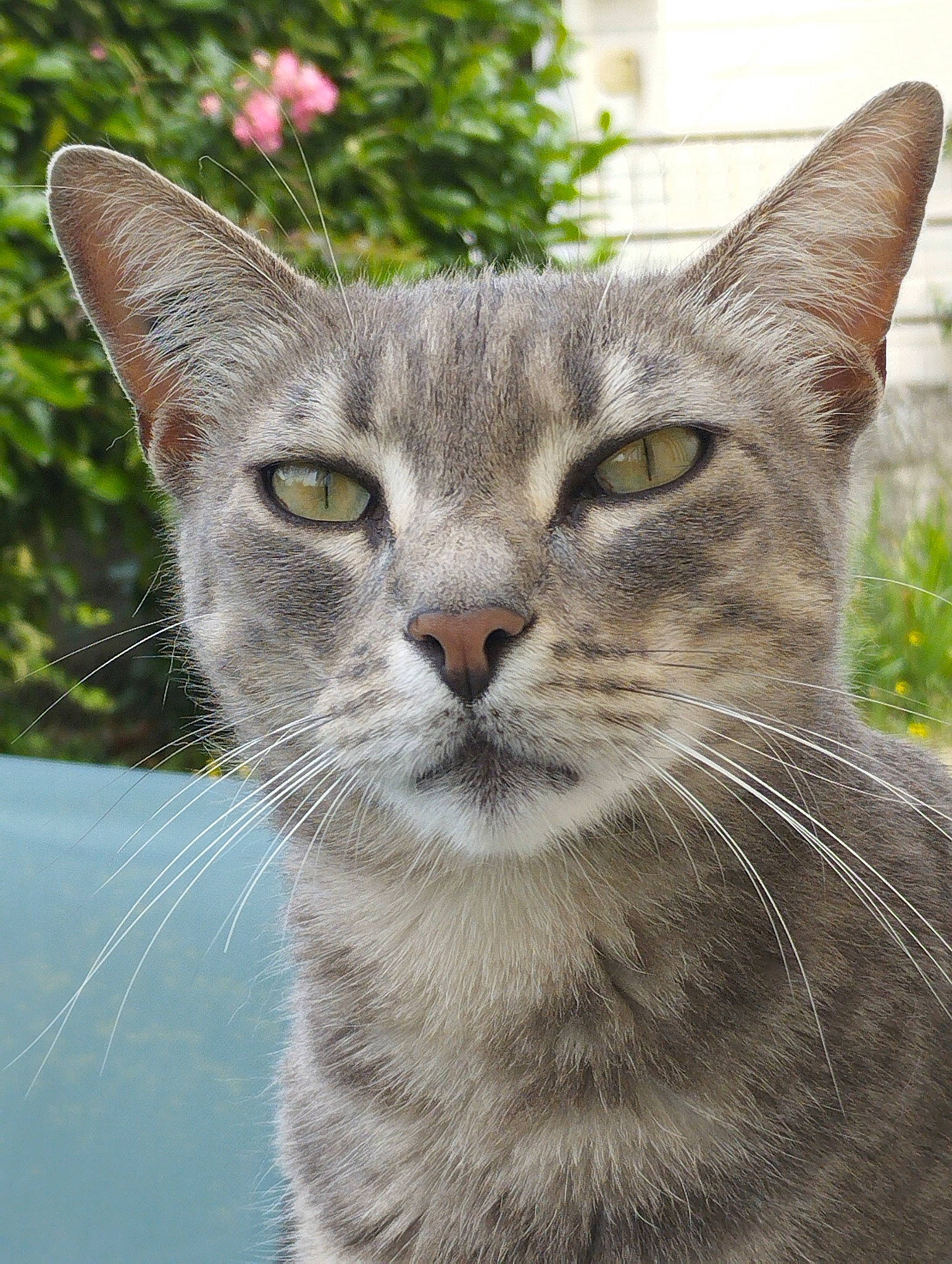 Watson participe au concours pour gagner de l'argent avec cette photo : carnivore, cat, domestic_short_haired_cat, felidae, fur, grass, houseplant, plant, small_to_medium_sized_cats, snout, terrestrial_animal, tree, vertebrate, whiskers, wildlife, window