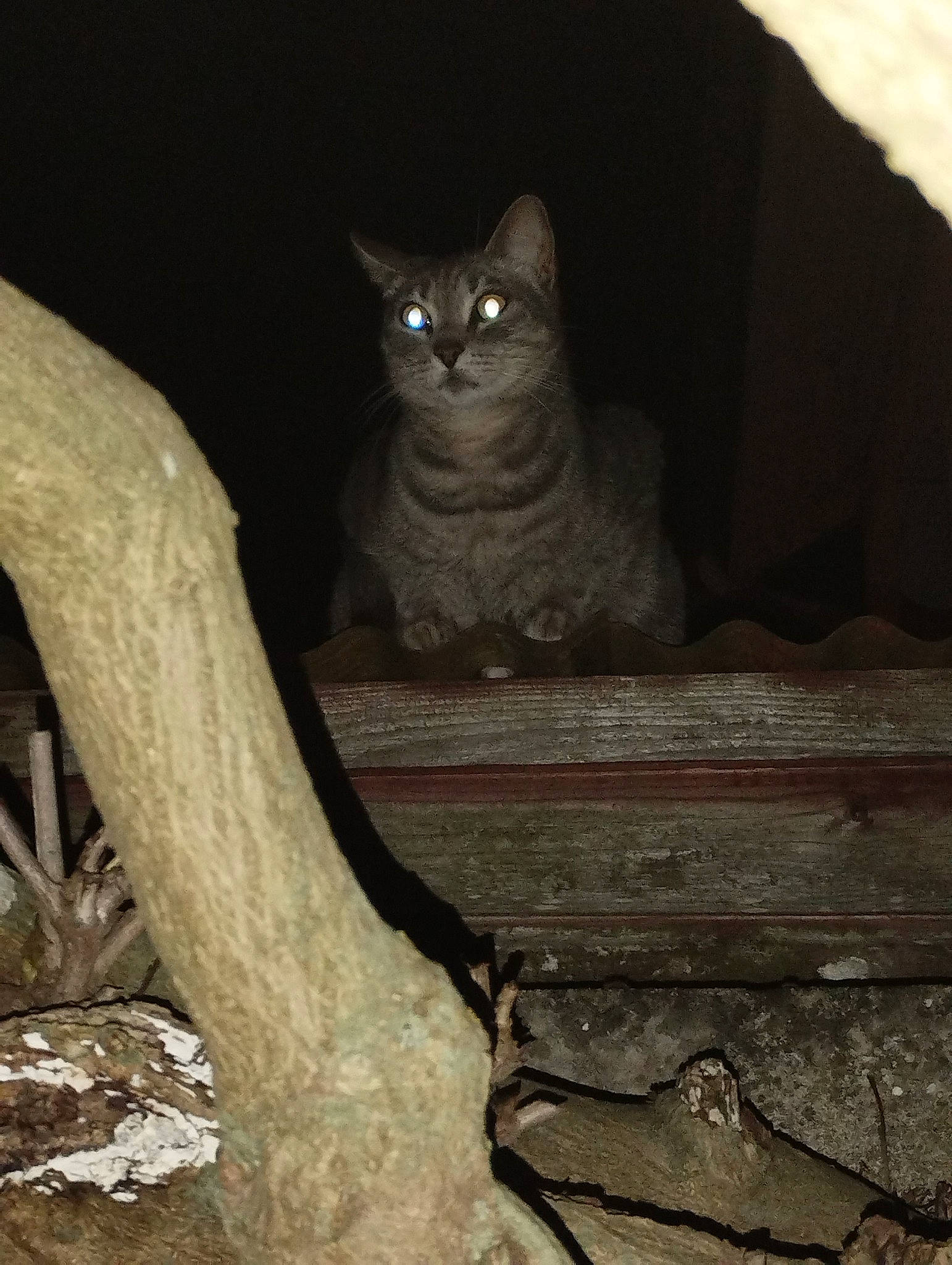 Watson participe au concours pour gagner de l'argent avec cette photo : brown, carnivore, cat, darkness, domestic_short_haired_cat, felidae, fur, grey, plant, sitting, small_to_medium_sized_cats, snout, tail, terrestrial_animal, tree, trunk, twig, whiskers, window, wood