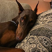Nala is registered to the contest to win money with this photo: brown, canine, chain_collar, closeup, comfort, couch, doberman, dog, ears, eyes, face, fur, furniture, home, indoor, lamp, pet, pillow, relaxed, resting
