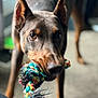 Nala is registered to the contest to win money with this photo: alert, animal, black, blurred_background, brown, canine, carpet, close_up, doberman, dog, ears, focus, fur, indoor, indoor_lighting, mouth, pet, playful, rope_toy, toy