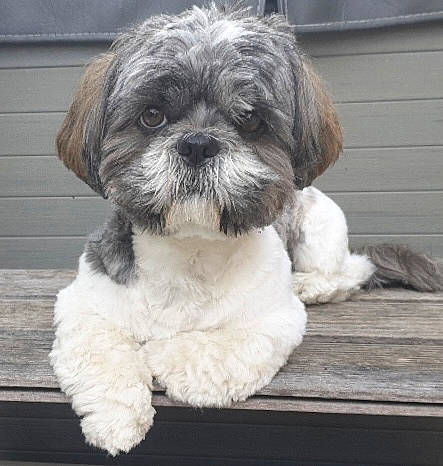 Swan a rejoint le concours — aidez-le/la à gagner de superbes lots ! canidae, carnivore, companion_dog, dog, dog_breed, fawn, fur, liver, mal_shi, maltepoo, puppy, shih_poo, shih_tzu, small_terrier, snout, sporting_group, terrestrial_animal, terrier, toy_dog, working_animal