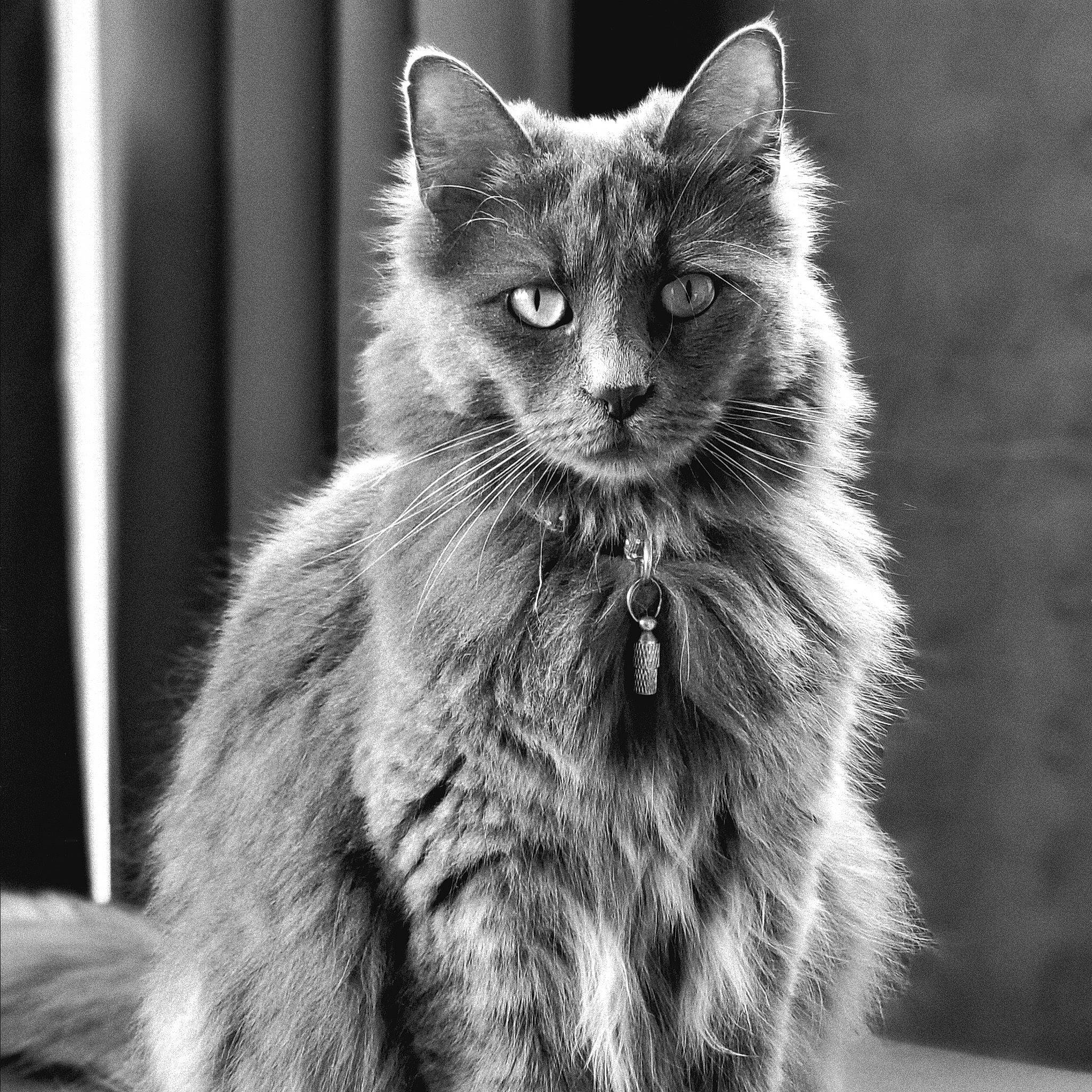 Jenna participe au concours pour gagner de l'argent avec cette photo : black_and_white, black_cat, box, british_longhair, carnivore, cat, domestic_short_haired_cat, felidae, fur, grey, monochrome, monochrome_photography, small_to_medium_sized_cats, snout, style, tail, terrestrial_animal, whiskers, wildlife, window