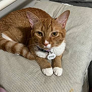 Pumpkin joined the competition — help win amazing prizes! animal, cat, closeup, collar, curious, cushion, cute, domestic_cat, ears, feline, fur, indoor, orange_tabby, paws, pet, pet_tag, resting, striped_fabric, whiskers, white_paws