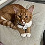 animal, cat, closeup, collar, curious, cushion, cute, domestic_cat, ears, feline, fur, indoor, orange_tabby, paws, pet, pet_tag, resting, striped_fabric, whiskers, white_paws