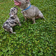 Blue And Lilly is registered to the contest to win money with this photo: adult_dog, animal, backyard, collar, companionship, cute, dog, french_bulldog, grass, greenery, happy, mammal, nature, outdoor, pet, playful, puppy, tongue_out, two_dogs, young_dog