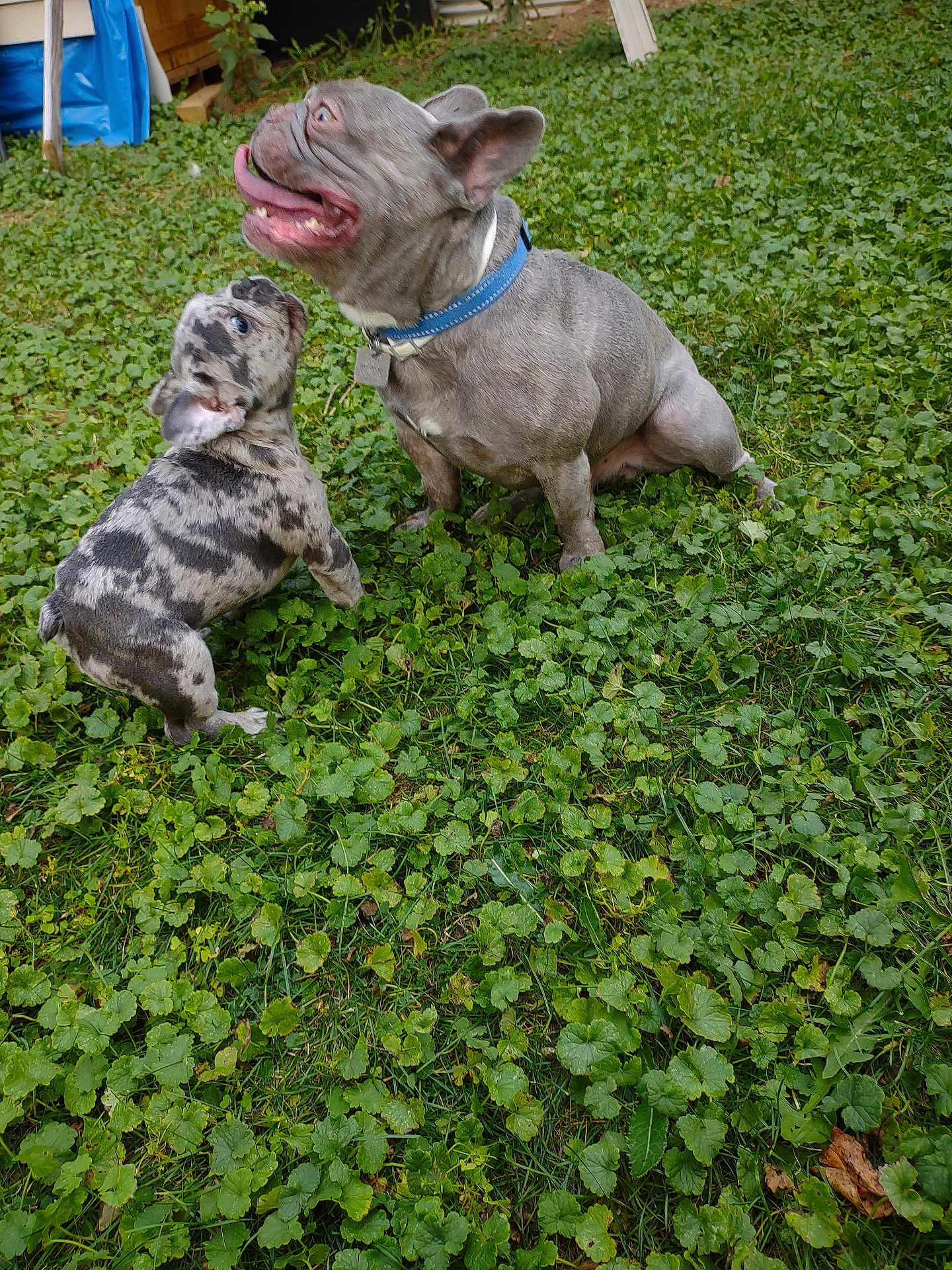 Blue And Lilly is registered to the contest to win money with this photo: adult_dog, animal, backyard, collar, companionship, cute, dog, french_bulldog, grass, greenery, happy, mammal, nature, outdoor, pet, playful, puppy, tongue_out, two_dogs, young_dog