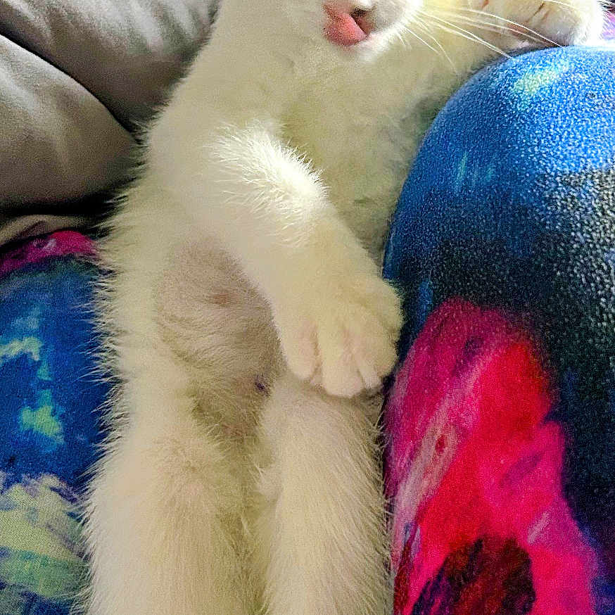 Nyla