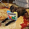 Jager joined the competition — help win amazing prizes! dog, black_dog, board_game, sorry_game, rug, carpet, living_room, couch, pet, animal, floor, indoor, playful, box, toy, furniture, brown, curious, lying_down, domestic