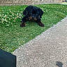 adorable, animal, brick_wall, canine, cute, dog, flowers, friendly, grass, greenery, laying, looking, nature, outdoor, pet, puppy, rottweiler, sidewalk, small, young