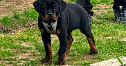 Boogee joined the competition — help win amazing prizes! rottweiler, puppy, dog, leash, harness, grass, outdoor, person, legs, black, brown, pet, animal, young, cute, alert, nature, walking, ground, sidewalk
