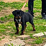 alert, animal, black, brown, cute, dog, grass, ground, harness, leash, legs, nature, outdoor, person, pet, puppy, rottweiler, sidewalk, walking, young