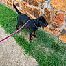 Boogee is registered to the contest to win money with this photo: dog, puppy, rottweiler, grass, sidewalk, leash, collar, stone_wall, outdoor, pet, black_dog, walking, young_dog, footwear, pink_shoe, green_grass, concrete, animal, side_view, nature