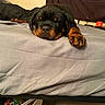 Boogee is registered to the contest to win money with this photo: puppy, rottweiler, dog, sleeping, bed, paw, indoor, cozy, carpet, blanket, resting, cute, animal, pet, fur, black_and_brown, relaxation, young, canine, napping