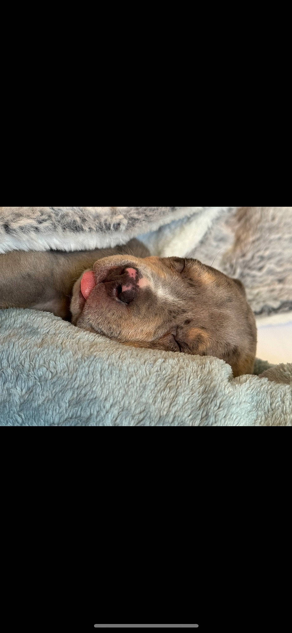 Louie is registered to the contest to win money with this photo: carnivore, comfort, companion_dog, dog, dog_breed, ear, fawn, fur, liver, mammal, paw, photo_caption, snout, sporting_group, terrestrial_animal, vertebrate, whiskers, wildlife, working_animal, wrinkle