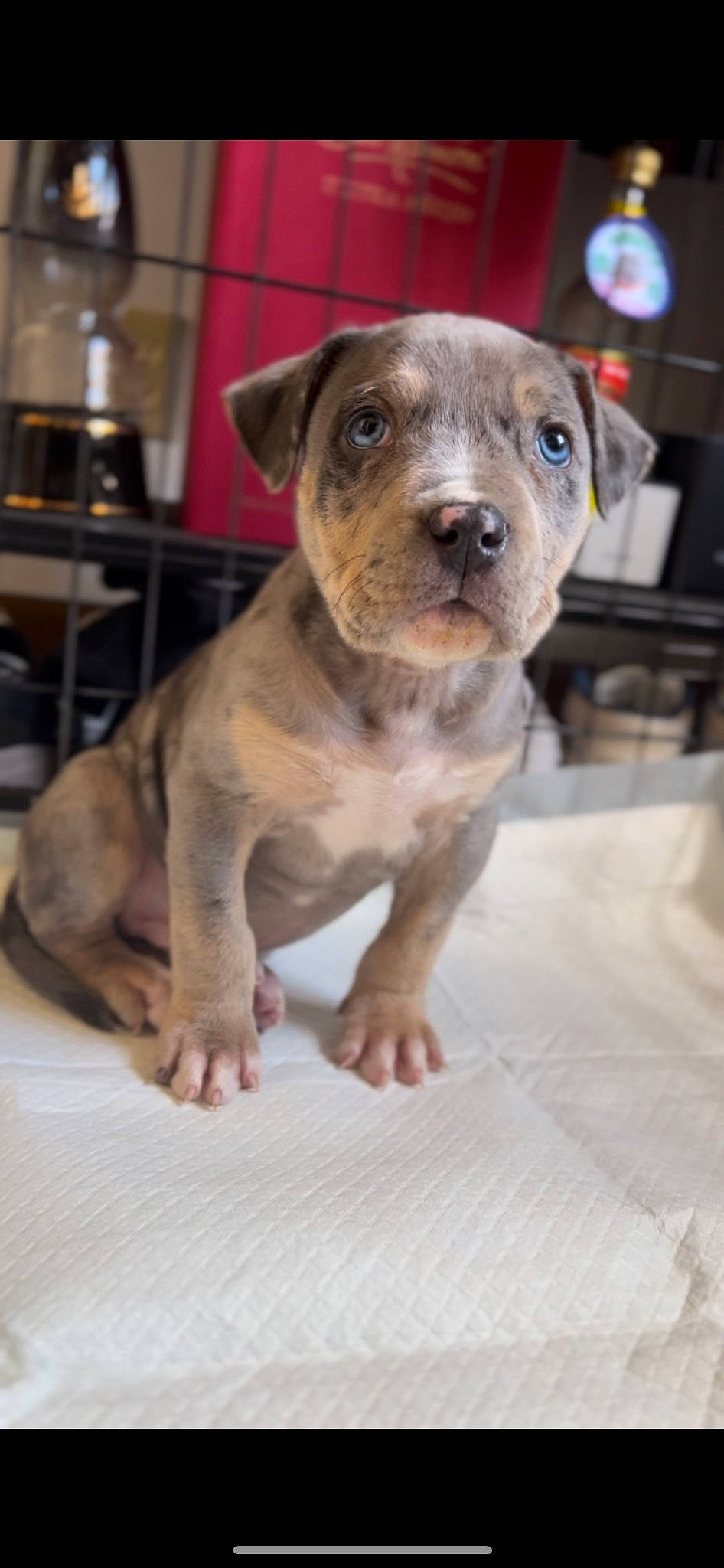 Louie is registered to the contest to win money with this photo: canidae, carnivore, companion_dog, dog, dog_breed, fawn, fur, molosser, non_sporting_group, puppy, sporting_group, terrestrial_animal, whiskers, working_animal, working_dog, wrinkle