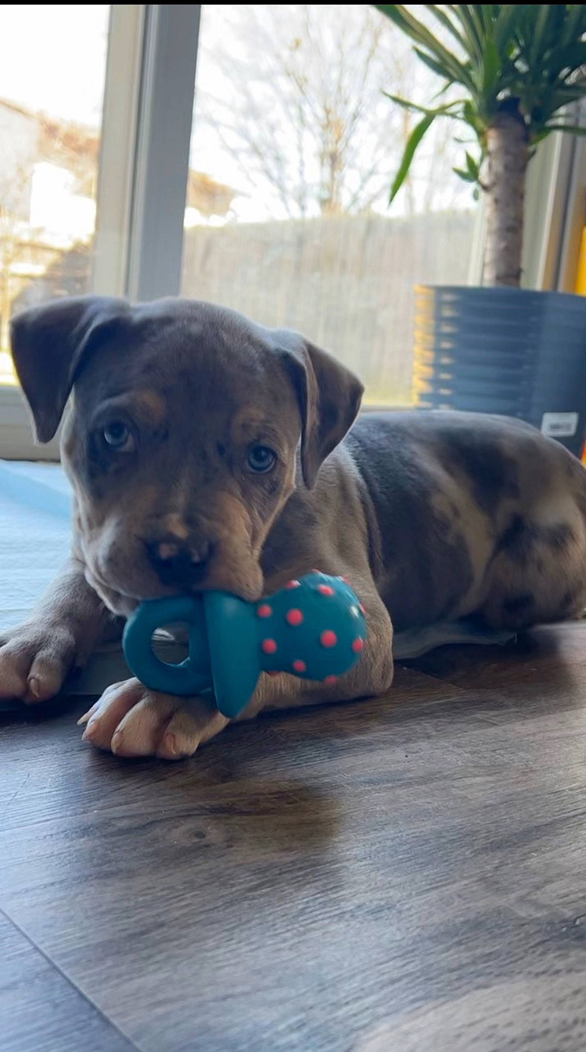 Louie joined the competition — help win amazing prizes! boston_terrier, carnivore, comfort, companion_dog, dog, dog_breed, dog_supply, fawn, flowerpot, guard_dog, houseplant, paw, pet_supply, snout, sporting_group, toy_dog, weimaraner, whiskers, working_animal, working_dog