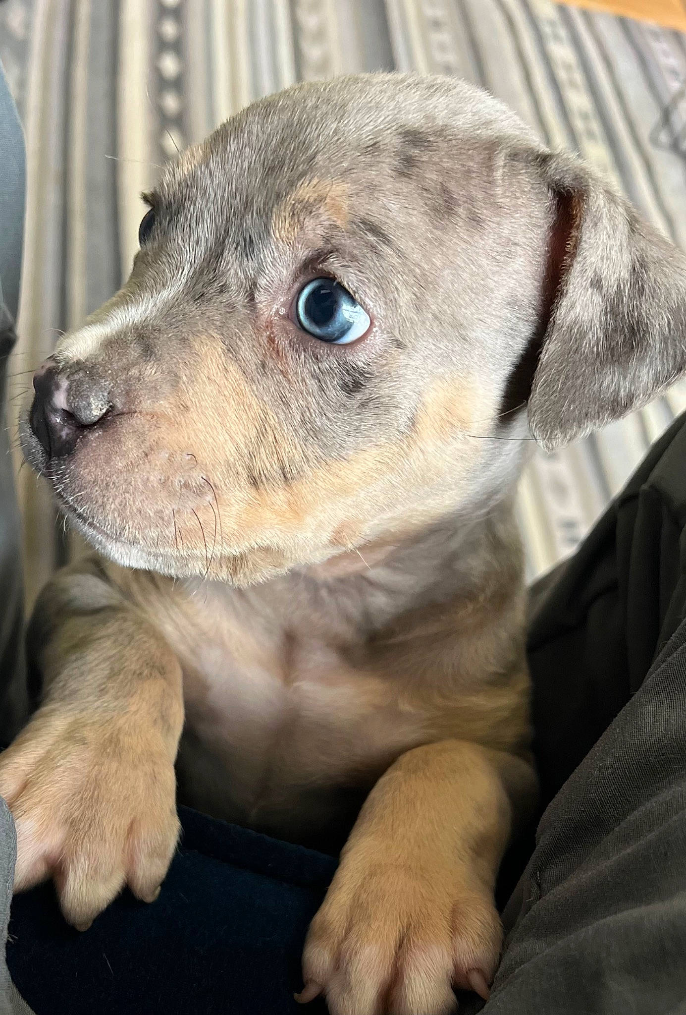 Louie is registered to the contest to win money with this photo: canidae, carnivore, collar, companion_dog, dog, dog_breed, ear, eye, fawn, fur, puppy, snout, sporting_group, street_dog, terrestrial_animal, whiskers, working_animal