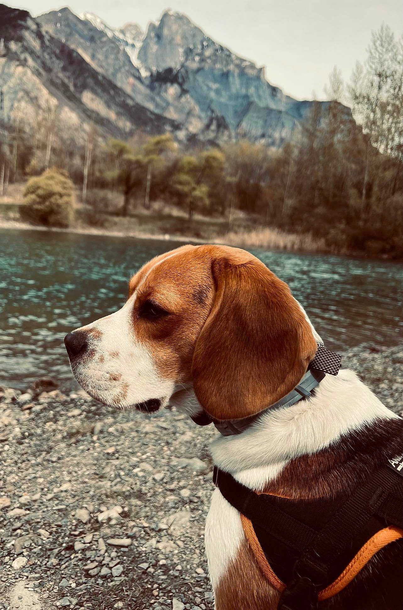 Sally a rejoint le concours — aidez-le/la à gagner de superbes lots ! canidae, carnivore, collar, companion_dog, dog, dog_breed, dog_collar, dog_supply, fawn, hound, lake, landscape, liver, mountain, pet_supply, scent_hound, sky, snout, sporting_group, water