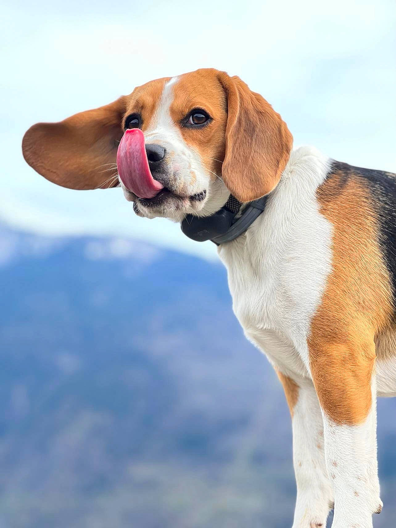 Sally a rejoint le concours — aidez-le/la à gagner de superbes lots ! balance, beaglier, canidae, carnivore, cloud, collar, companion_dog, dog, dog_breed, dog_collar, dog_supply, fawn, gun_dog, hound, liver, sky, snout, sporting_group, working_animal, working_dog