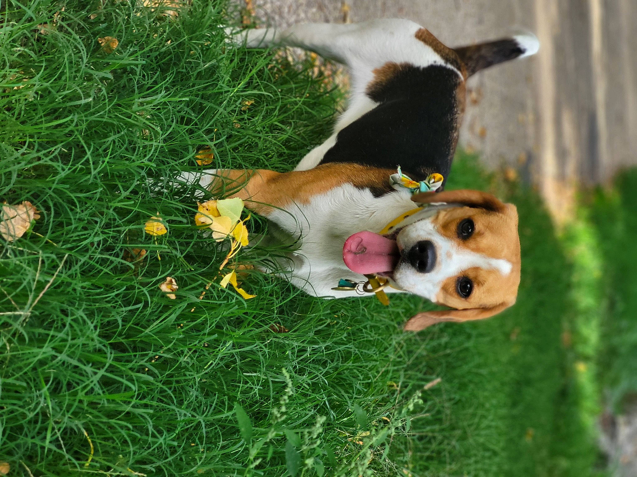 Sally participe au concours pour gagner de l'argent avec cette photo : basset_hound, beagle, canidae, carnivore, collar, collie, companion_dog, dog, dog_breed, dog_collar, dog_supply, fawn, grass, groundcover, pet_supply, plant, pomeranian, sporting_group, tail, working_dog