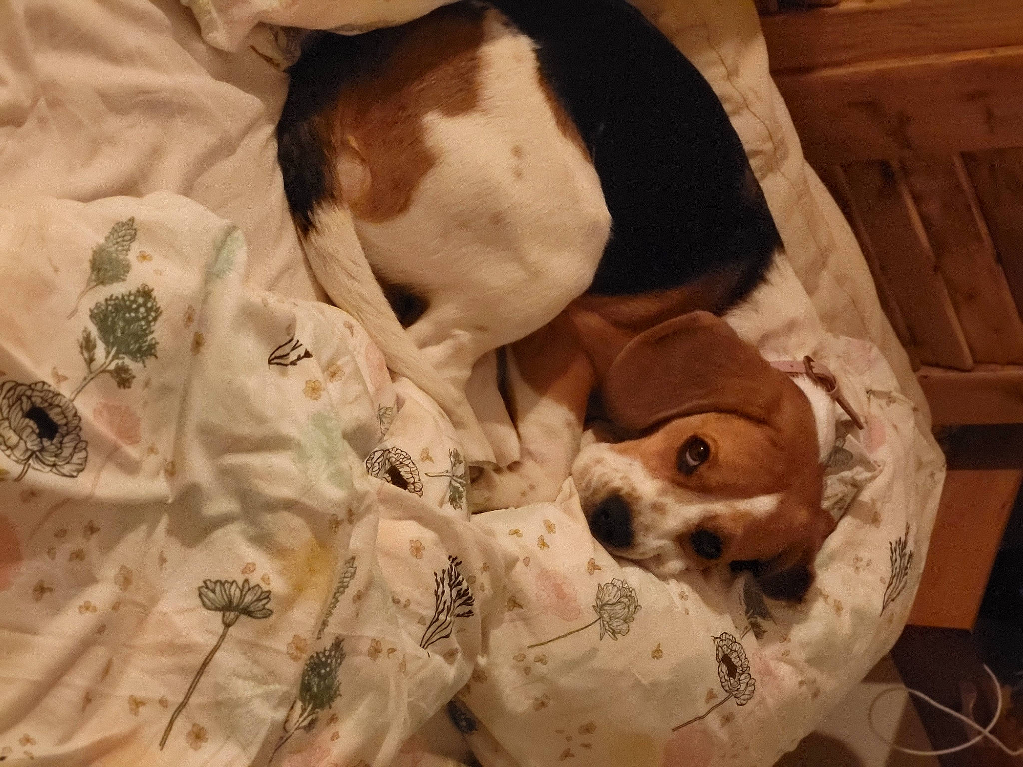 Sally participe au concours pour gagner de l'argent avec cette photo : canidae, carnivore, comfort, companion_dog, couch, dog, dog_breed, dog_supply, fawn, fur, hound, linens, liver, nap, scent_hound, snout, spaniel, sporting_group, toy_dog, working_animal