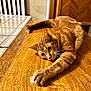 animal, bottle_cap, cat, chair, claw, curious, domestic_cat, fur, furniture, ginger_cat, indoor, kitchen, paw, pet, playful, relaxed, table, tile_counter, whiskers, wooden_table