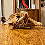 animal, cat, close_up, curious, domestic_animal, ears, eyes, feline, fur, home, indoor, lying_down, orange_tabby, pet, playful, relaxed, table, whiskers, wooden_surface
