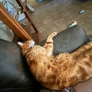 Travieso joined the competition — help win amazing prizes! cat, collar, couch, cozy, domestic_animal, fur, furniture, ginger_cat, home, indoor, living_room, mirror, orange_cat, pet, relaxed, resting, sleeping, tile_floor, toy, whiskers