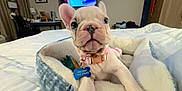 Diamond joined the competition — help win amazing prizes! animal, bedroom, blanket, closeup, collar, cozy, curious, cute, desk, dog, french_bulldog, furniture, indoor, paws, pet, pet_bed, puppy, soft, tag, television