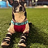 Yaro is registered to the contest to win money with this photo: alert, animal, boots, canine, clothing, collar, cute, dog, ears, evening, field, fur, grass, leisure, night, outdoor, pet, playing, purple_ball, spotlight