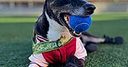 Yaro is registered to the contest to win money with this photo: animal, ball, black_and_white, blue_sky, boots, canine, collar, daylight, dog, ears, field, grass, leash, muzzle, outdoor, paw, pet, playful, sporty, toy