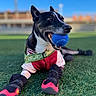 animal, ball, black_and_white, blue_sky, boots, canine, collar, daylight, dog, ears, field, grass, leash, muzzle, outdoor, paw, pet, playful, sporty, toy