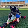 Yaro is registered to the contest to win money with this photo: animal, ball, black_and_white, blue_sky, booties, canine, collar, construction, cute, daytime, dog, field, fun, grass, outdoor, pet, playing, resting, sporty, toy