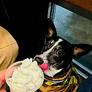 Yaro joined the competition — help win amazing prizes! animal, black_and_white_dog, clothing, cup, curious, dog, floor, hand, indoor, jacket, licking, pavement, person_hand, pet, shoes, snack, table, water_bottle, whipped_cream, window