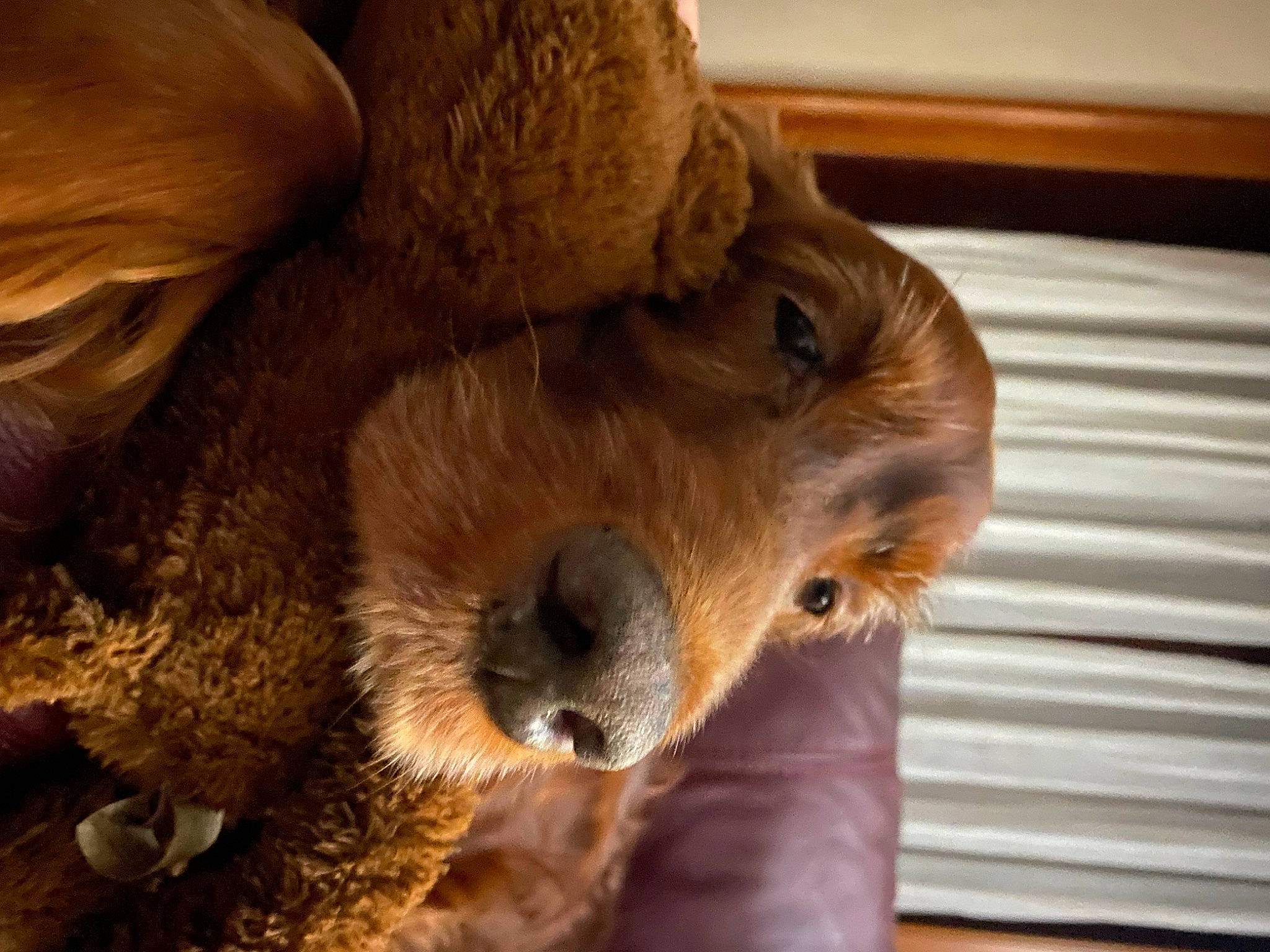 Blayze is registered to the contest to win money with this photo: bear, canidae, carnivore, claw, companion_dog, dog_breed, fawn, fur, liver, mammal, paw, puppy, snout, sporting_group, stuffed_toy, terrestrial_animal, toy, whiskers, wood