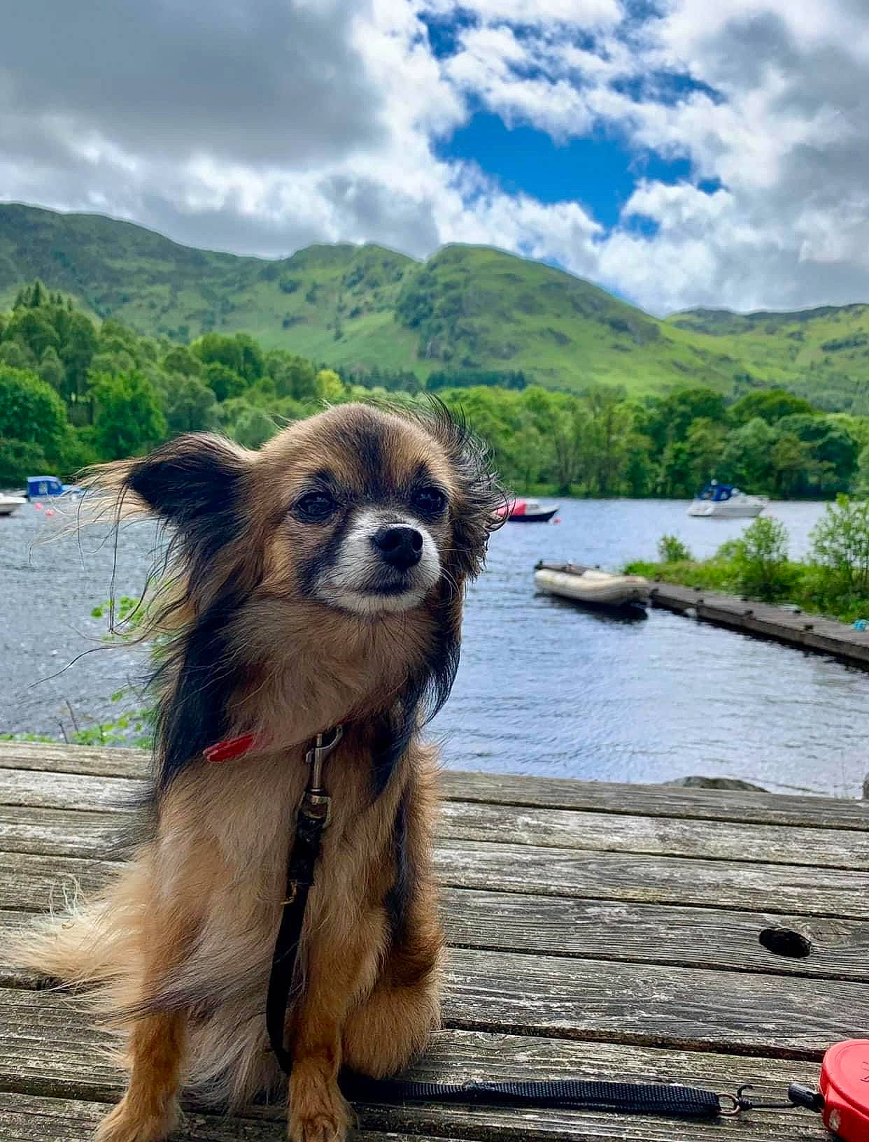 Ryley is registered to the contest to win money with this photo: carnivore, cloud, companion_dog, cumulus, dog, dog_breed, hill, lake, landscape, leisure, mountain, plant, sky, terrestrial_animal, travel, tree, water, wilderness, wildlife, wood