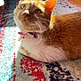 animal, bow_tie, cat, close_up, collar, curious, cute, domestic_cat, feline, floor, home_interior, indoor, orange_cat, patterned_rug, pet, relaxed, rug, sunlight, whiskers, white_fur